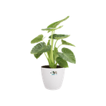 brussels rond wielen 40cm wit